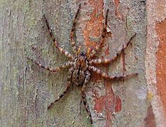 July 18: Selenops kalinago.