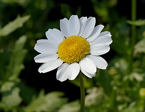 Leucanthemum paludosum