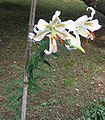 Lilium auratum