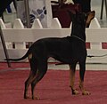 English Toy Terrier