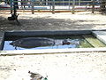 Hippo, Qalqiliya zoo