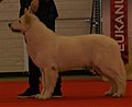 White Swiss Shepherd, Semi-Long-haired