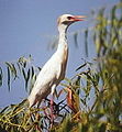 Italiano: Airone guardabuoi Bubulcus ibis