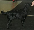 Flatcoated Retriever, black