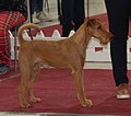 Irish Terrier