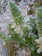 Stachys canescens