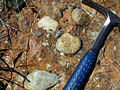 Basal conglomerate from the Cambrian of the Black Hills, South Dakota.