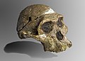 * Nomination Australopithecus africanus - Mrs. Ples Original skull --Archaeodontosaurus 18:52, 26 October 2010 (UTC) * Promotion Very good. --Jonathunder 02:46, 27 October 2010 (UTC)