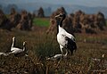 With Grus japonensis; Cao Hai Nature Reserve, Weining, Guizhou, China