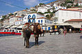 Hydra donkeys or mules