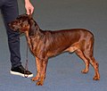 Bavarian Mountain Scenthound, deer red