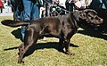 Labrador Retriever, show line, chocolate