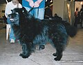 Swedish Lapphund