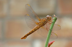 Brown dragonfly (Anisoptera)