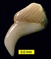 Hadrodus prisca, Menuha Formation (Upper Cretaceous), southern Israel. Collected by Andrew Retzler.