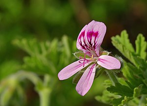 Rose Geranium