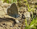 Hauhechel-Bläuling, Männchen, am Vogelstangsee