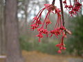 * Nomination Acer rubrum, --Bartiebert 17:13, 8 November 2010 (UTC) * Promotion Yes to me.--Jebulon 00:54, 9 November 2010 (UTC)