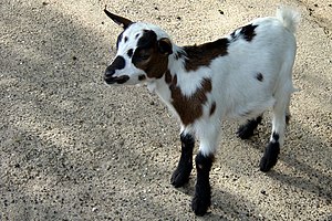 Goat kid, Mulhouse zoo, Alsace, France