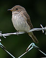 Italiano: Pigliamosche Muscicapa striata