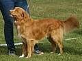 Novascotia Duck Tolling Retriever