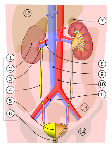 Urinary system