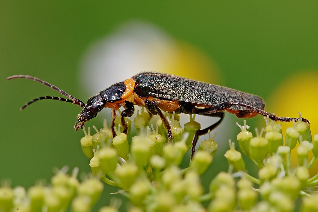 Soldier beetle