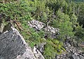 Čeština: Přírodní památka Hřebenec, nedaleko Rožmitálu pod Třemšínem v okrese Příbram (ČR) English: Natural monument Hřebenec, near Rožmitál pod Třemšínem in Příbram District (Czech Republic)