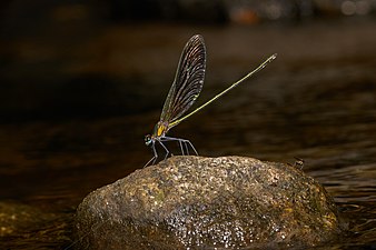 Stream Glory Neurobasis chinensis, male