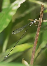 Protosticta gravelyi, male