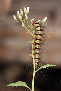 Erebidae sp. caterpillar