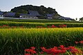 Tachibana-dera / 橘寺