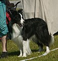 Border Collie, show line, black & white