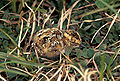 Rock Sandpiper chick on Hall Island