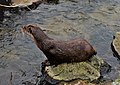 The Eurasian otter