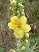 Verbascum phlomoides