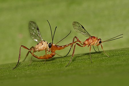 Unidentified Cremastinae mating