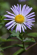 Aster novae-angliae