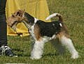 Fox Terrier, Wire