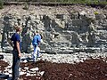 Geologists studying the Jaani Formation (Silurian, Wenlock) at Panga Cliff, Estonia.