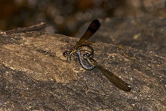 Stream ruby Rhinocypha bisignata