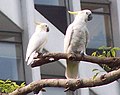 With larger Sulphur-crested Cockatoo