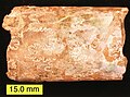 Baculites showing sutures and remnant aragonite; western South Dakota, Late Cretaceous.