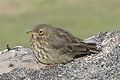 Anthus petrosus kleinschmidti