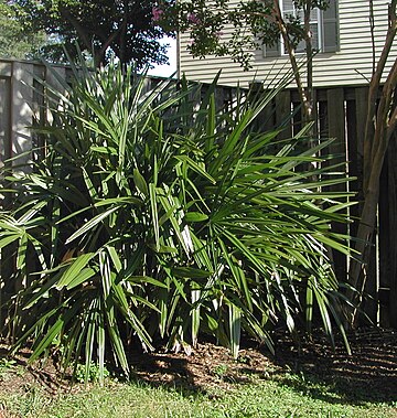 Rhapidophyllum