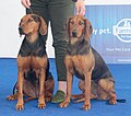 Serbian Hounds