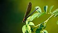 Blauflügel-Prachtlibelle, Weibchen, am Vogelstangsee