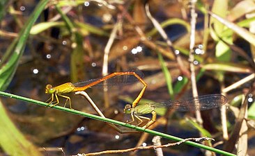 Orange Marsh Dart Ceriagrion rubiae mating