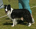 Border Collie, show line, black & white