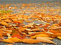 * Nomination Orange leaves fallen on a driveway, by Mark Schellhase. Arria Belli 13:08, 1 April 2008 (UTC) * Decline So beautiful image but noise of jpg artifacts and serious overexposure on the red part. _Fukutaro 13:22, 1 April 2008 (UTC)